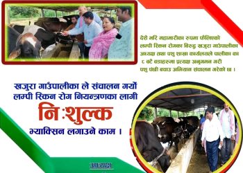 गाई बचाउ अभियानमा खजुरा गाउँपालिका